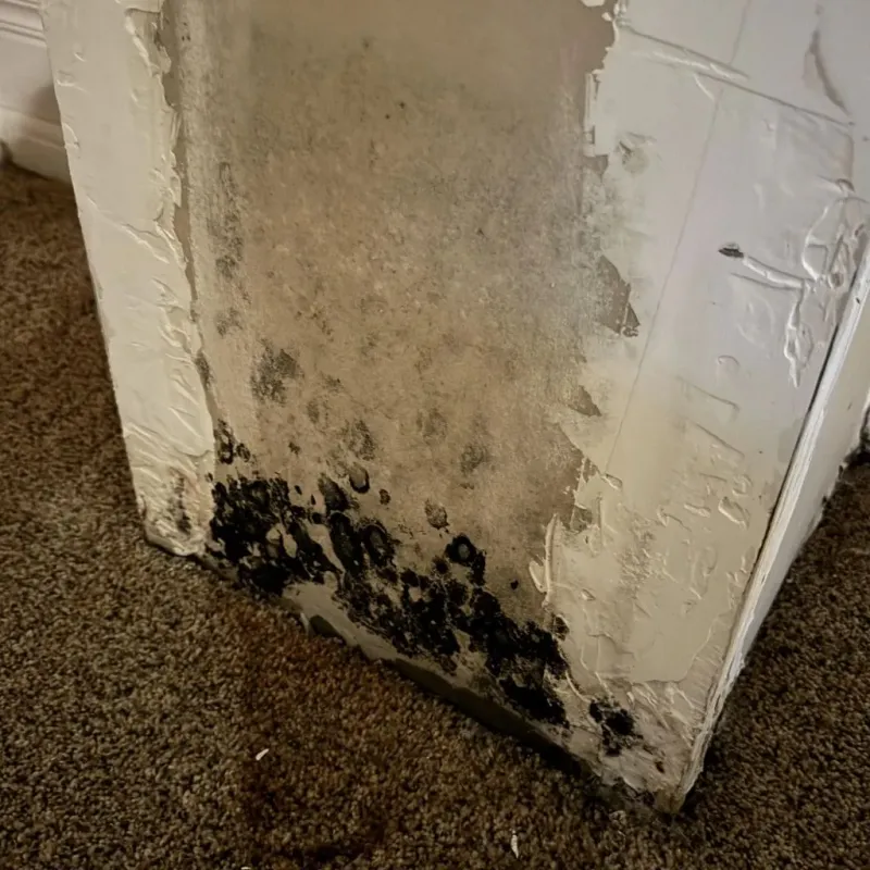Professional Mold Removal in Biggs, CA